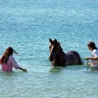 2009 - Horse is taking a bath at Nahsholim beach, Israel