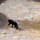 2010 - Street cat in Givat Eden