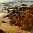 2007 - Calcareous rocks at Dor beach, Israel