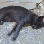 2008 - Sleepy - Street cat in Cesarea