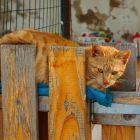 2010 - Gate keeper - Street cat in Zichron Ya'acov