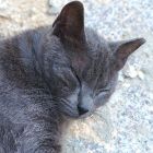 2008 - Sleepy - Street cat in Cesarea