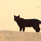 2010 - Black and white - Street cat in Zichron Ya'acov