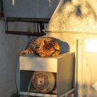 2008 - Warm AC - Street cat in Zichron Ya'acov