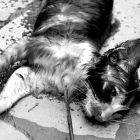 2009 - Drowned in the rain - Street cat in Zichron Ya'acov