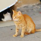 2008 - Cat mobsters - Street cat in Zichron Ya'acov