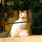 2010 - Statute - Street cat in Zichron Ya'acov