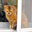2008 - Window sill - Street cat in Neve Ur