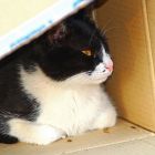 2008 - Cardboard box - Street cat in Zichron Ya'acov