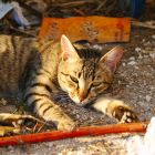 2008 - Sleepy - Street cat in Zichron Ya'acov
