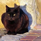 2008 - Winter sun - Street cat in Zichron Ya'acov