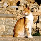 2010 - Street cat in Cesarea